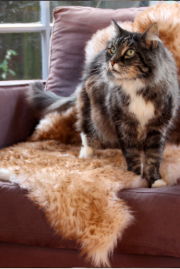 Pet cat on natural sheepskin rug.