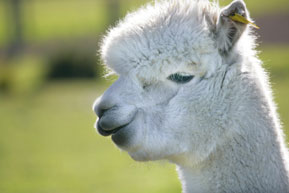 alpaca.jpg