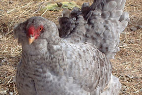 araucana-female.jpg