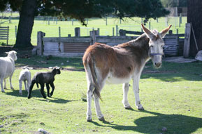 donkey.jpg
