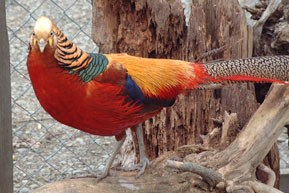 golden-pheasant-male.jpg