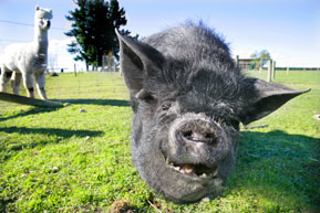 kune-kune-pig.jpg