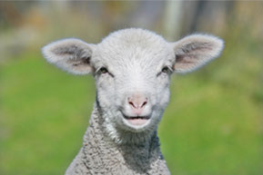 lamb.jpg