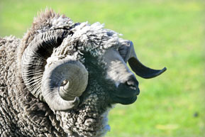 ram.jpg