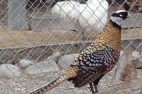 reeves-pheasant-male.jpg