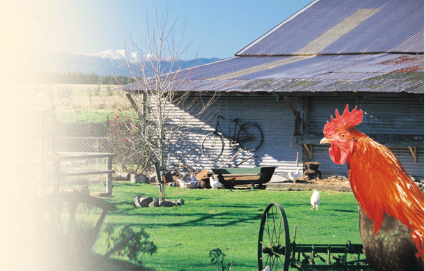 About The Tin Shed