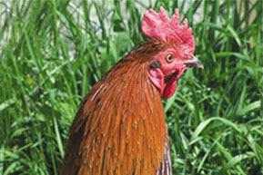 rooster.jpg
