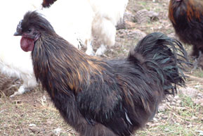 silkie-black-male.jpg