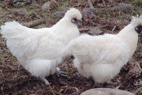 silkie-white-female.jpg
