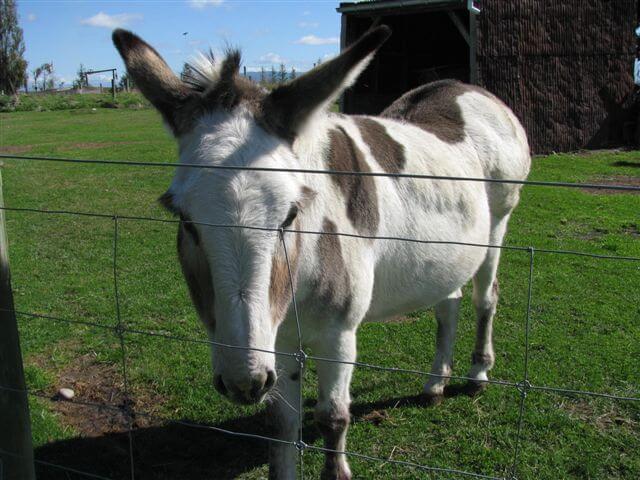 1.pedro-the-donkey.jpg 1.pedro-the-donkey.jpg