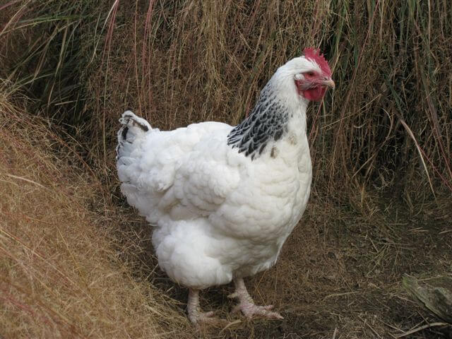 11.sussex-chickens.jpg 11.sussex-chickens.jpg