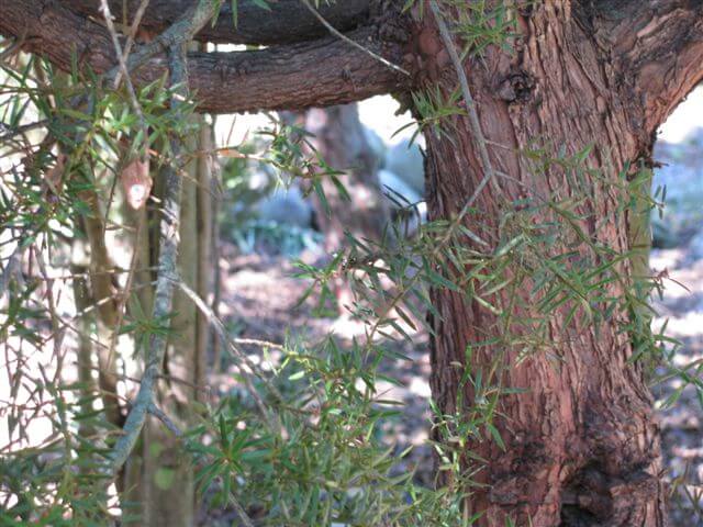 11.totara2.jpg 11.totara2.jpg