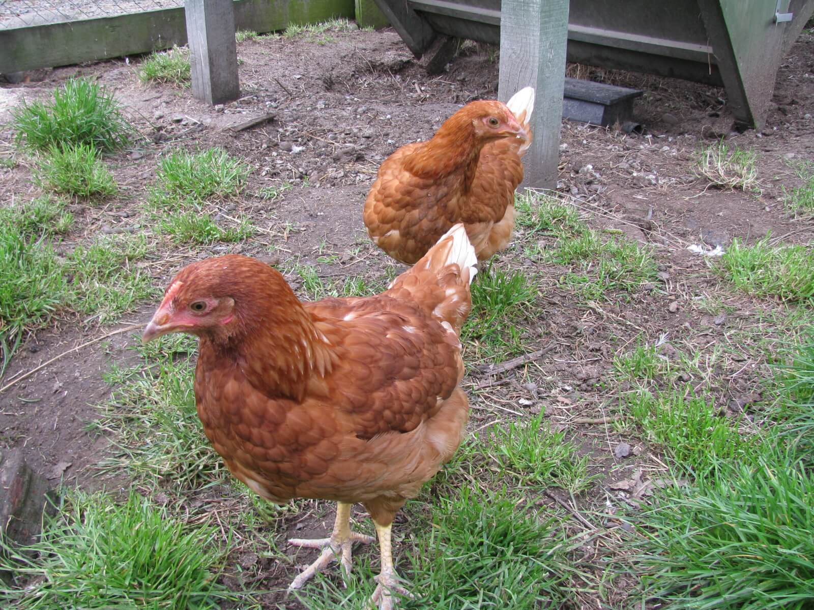 12.-brown-shaver-hens.jpg 12.-brown-shaver-hens.jpg