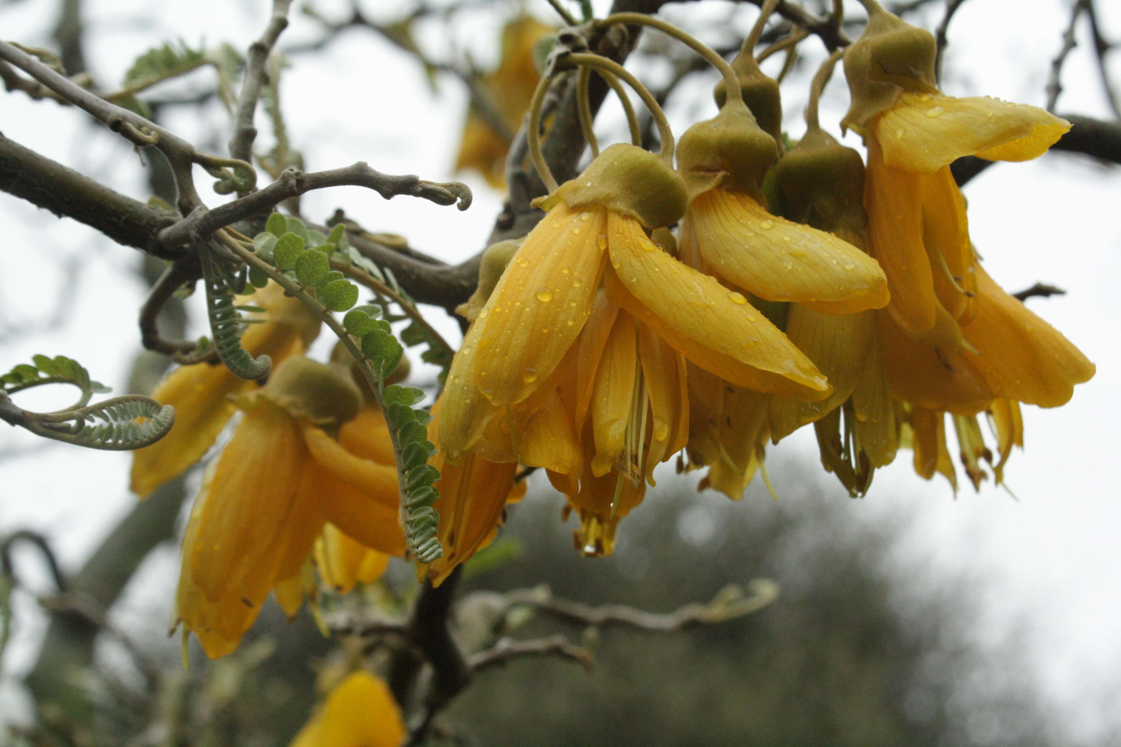 13.kowhai-flowers.jpg 13.kowhai-flowers.jpg
