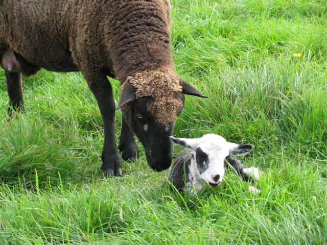 14.brown-sheep-and-lamb.jpg 14.brown-sheep-and-lamb.jpg