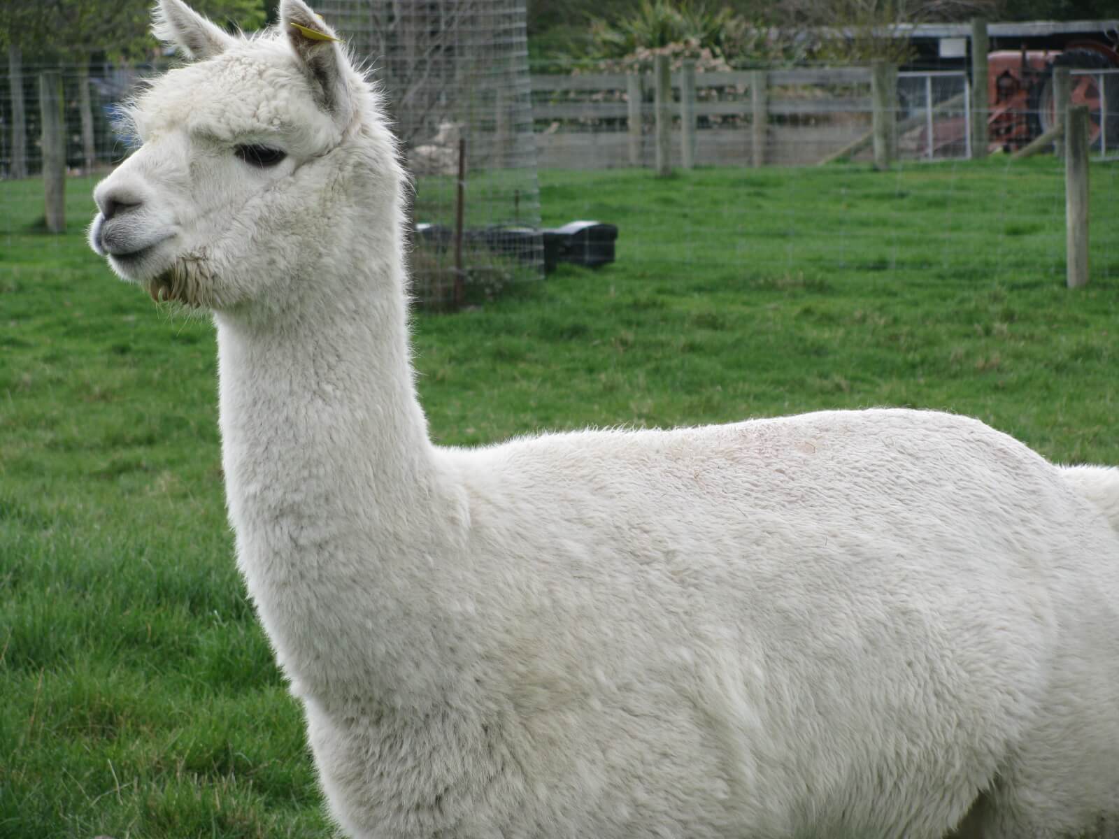 2.-hadley-our-white-alpaca.jpg 2.-hadley-our-white-alpaca.jpg