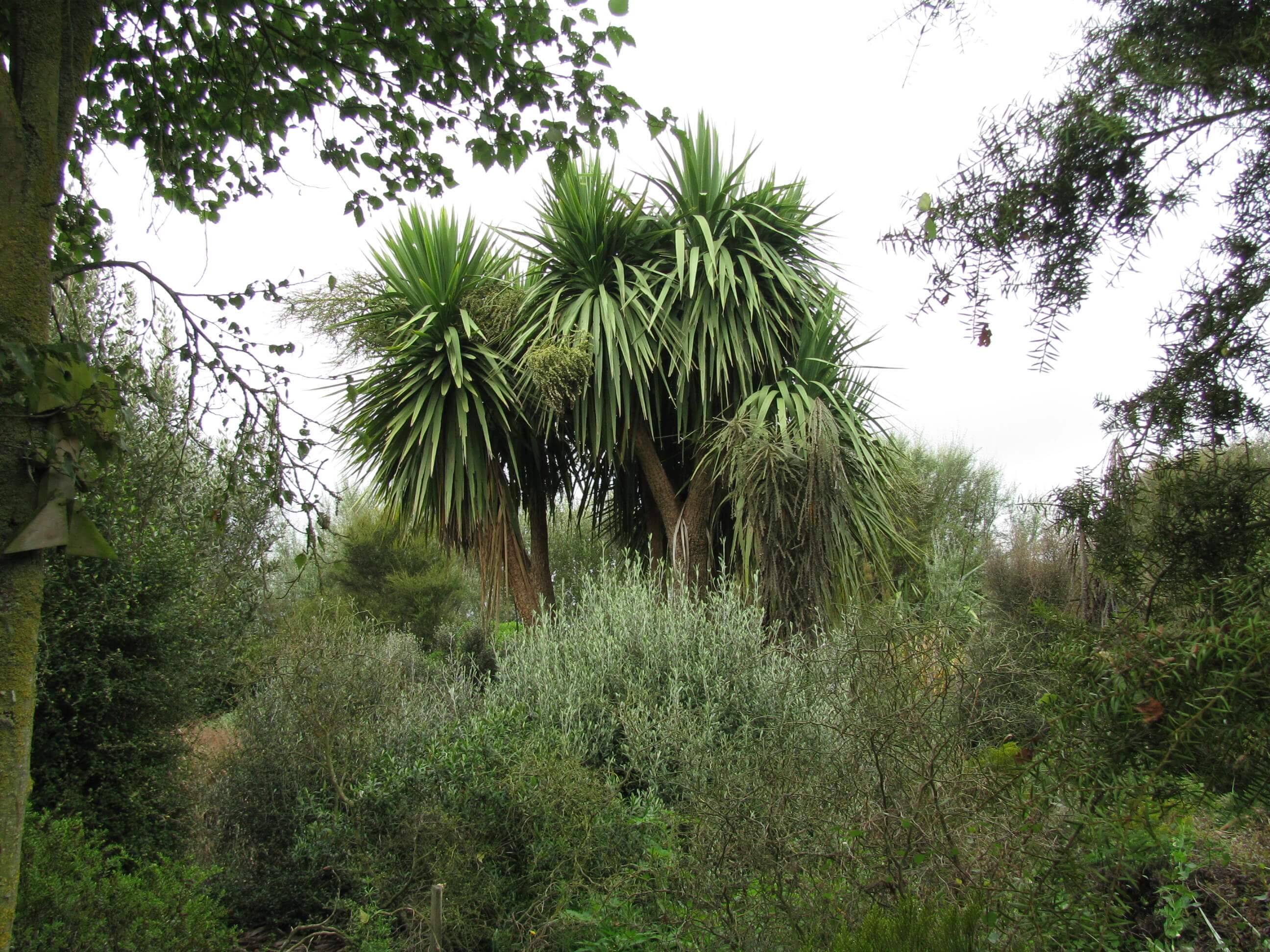 4.-the-cabbage-trees.jpg 4.-the-cabbage-trees.jpg