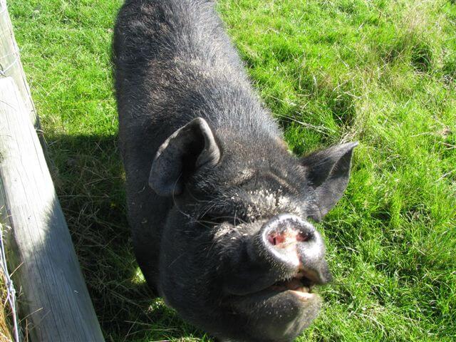 4.winnie-the-kunekune.jpg 4.winnie-the-kunekune.jpg