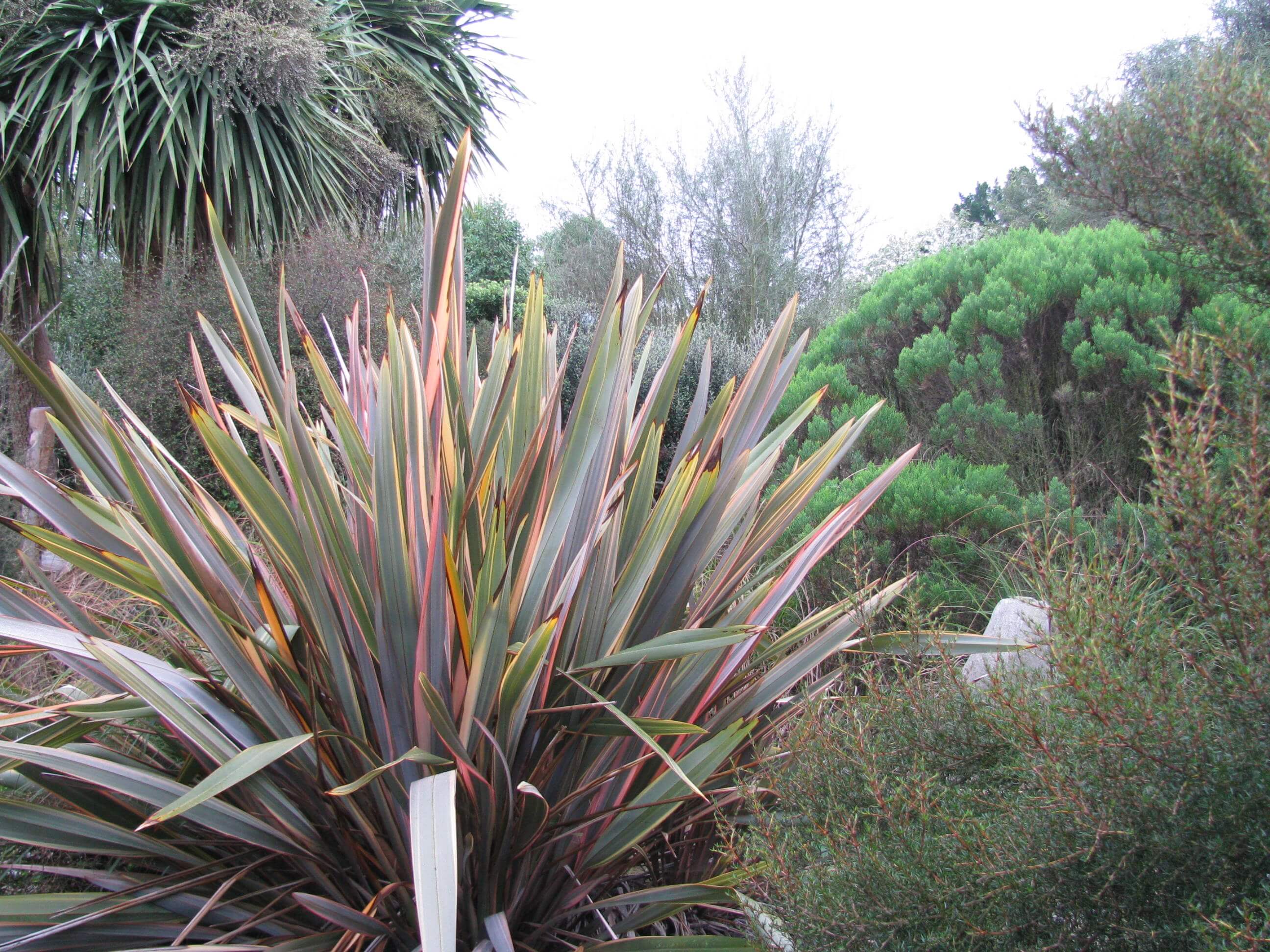 5.phormium-tenax-flax.jpg 5.phormium-tenax-flax.jpg