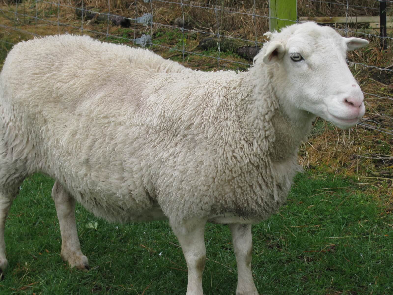 6.dolly-the-dorper.jpg 6.dolly-the-dorper.jpg