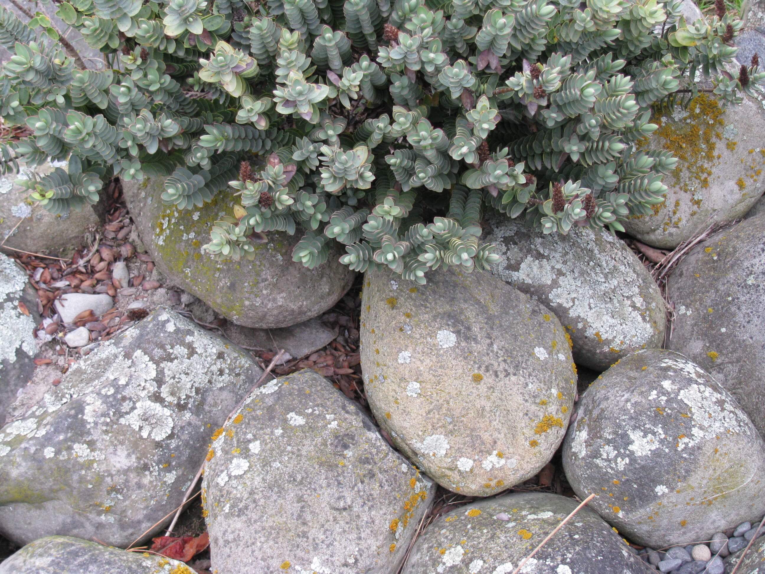 7.-rangitata-river-stones.jpg 7.-rangitata-river-stones.jpg