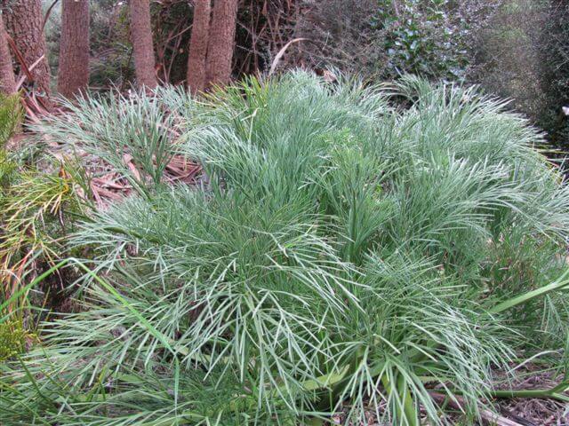 9.-chatham-island-aciphylla.jpg 9.-chatham-island-aciphylla.jpg