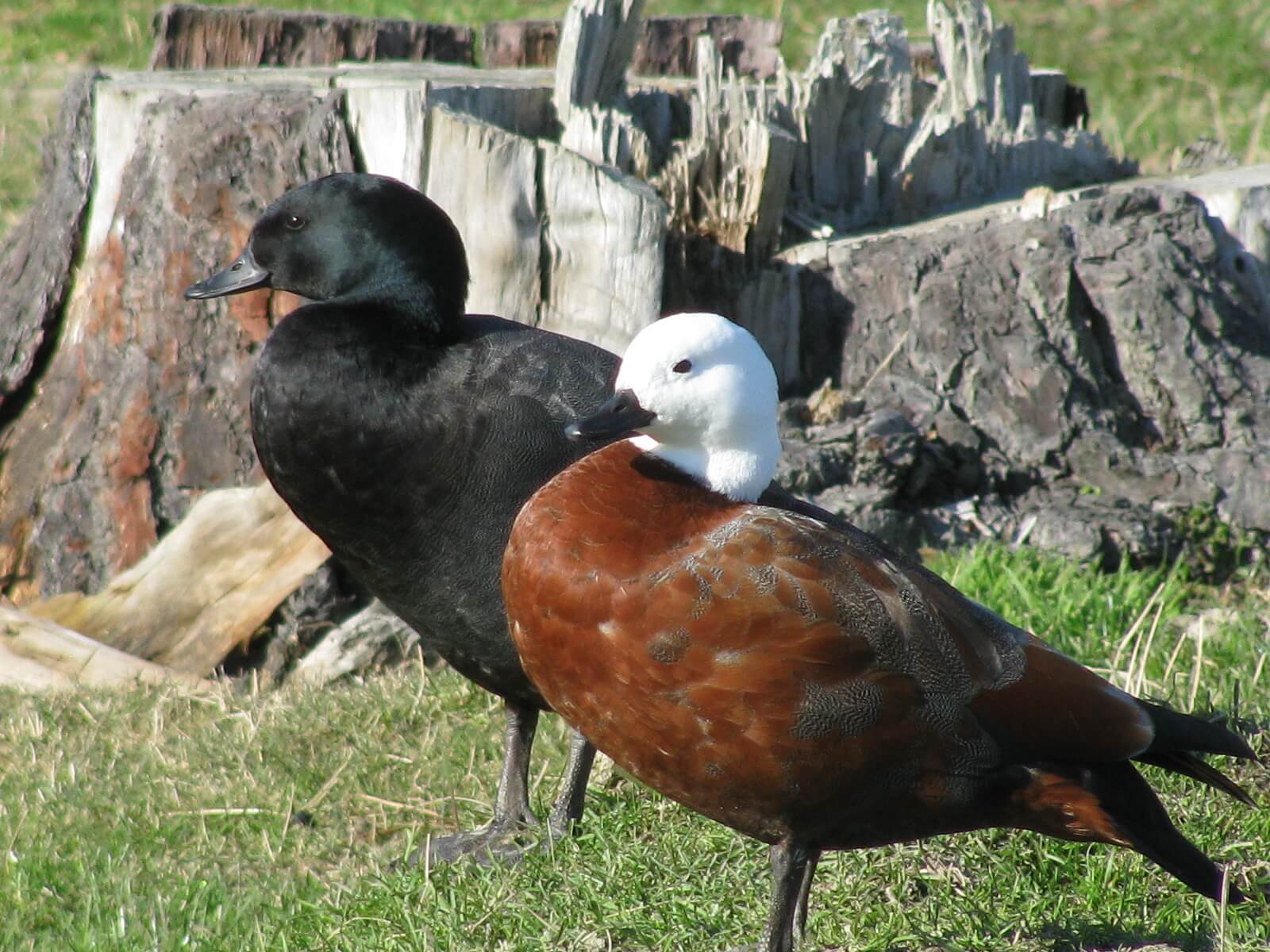 9.putangitangi-paradise-ducks.jpg 9.putangitangi-paradise-ducks.jpg